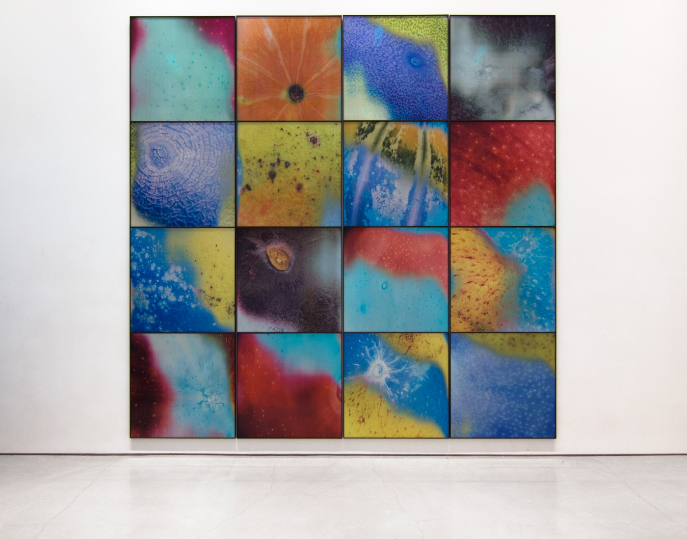 a four by four grid of colorful lenticular photographs of the skins of fruits hangs on a gallery wall