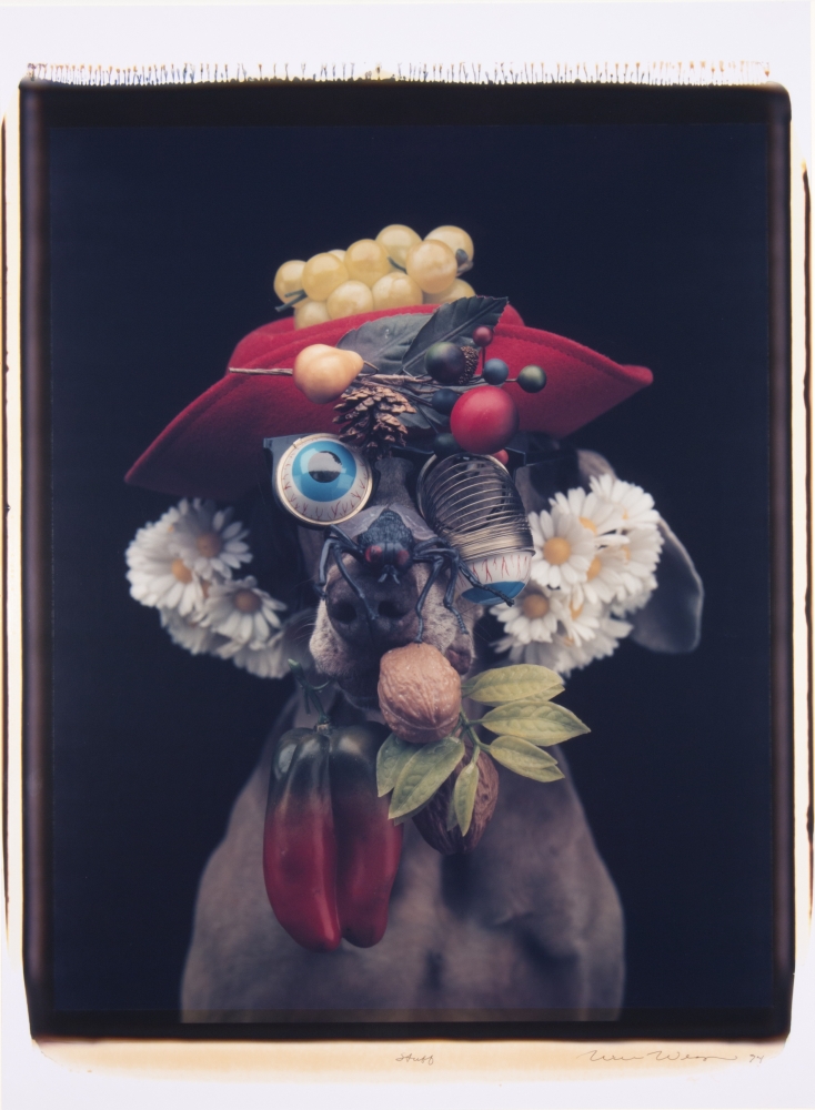 portrait of a Weimaraner dressed with a hat, daisies, fruit, vegetables and droopy eye spring glasses