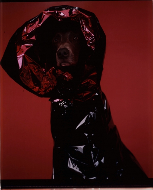 William Wegman The Hood in Red, 2005