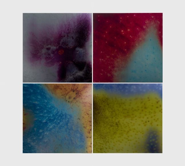 grid of four colorful lenticular prints of details of the skin of fruit
